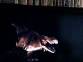 The Bearsons Encounters Of The Playstation Dinosaur