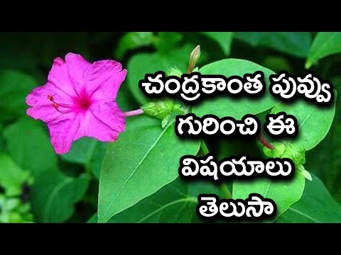 chandrakantha flower's facts and health benefits