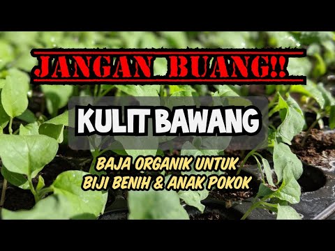 , title : '[ TUTORIAL ] Baja organik kulit bawang untuk  biji benih dan anak pokok'