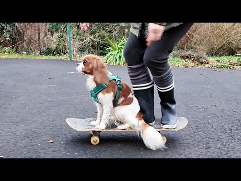 Trip to Brittany 4 : Vanilla and her human mom practice skateboarding together