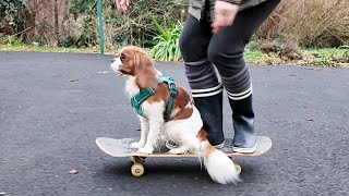 Trip to Brittany 4 : Vanilla and her human mom practice skateboarding together