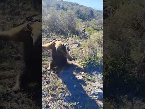 Rescatamos a un oso melero en Villa de Pocho. 🐻🤍 #rescate #policíadecórdoba #seguridad #fauna