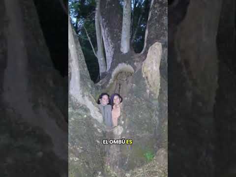Nos metimos en un Ombú.