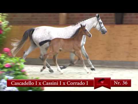 36 Cascadello I-Cassini I-Corrado I