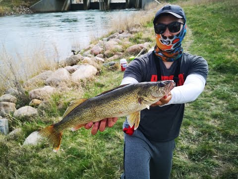 Buffalo Pound Dam Fishing Carp and Walleye, May 2020