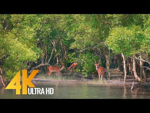 Sundarbans - The World’s Largest Natural Mangrove Forest, India - 4K 60fps Nature Relax Video