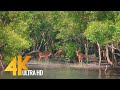 Sundarbans The World S Largest Natural Mangrove Forest India 4K 60fps Nature Relax Video