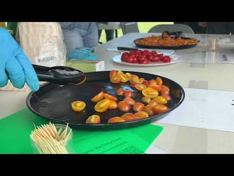 Tomato Tasting