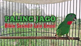 Download lagu Serindit gacor memanggil || Pancingan ampuh bikin serindit lain emosi mp3