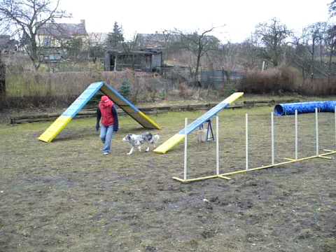 Beauty - trénink agility na cvičáku v Jirkově