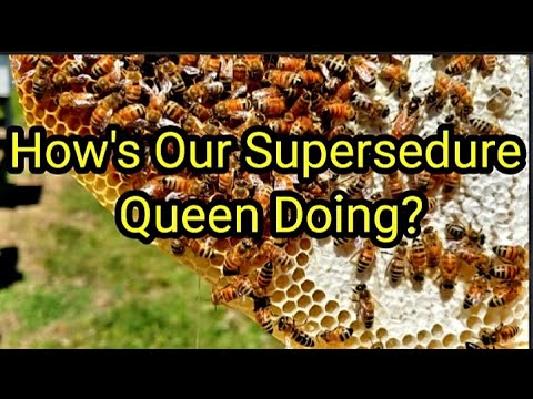How's Our Supersedure Queen Doing?