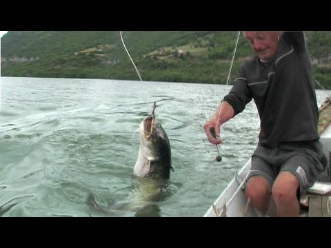 Pecanje soma na Dunavu - Bućka - Donji Milanovac | Fishing catfish