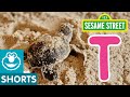 Sesame Street T Is For Turtle