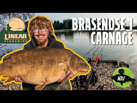 BRASENOSE 1 WENT OFF! 🔥 Carp Fishing Carnage at Linear Fisheries