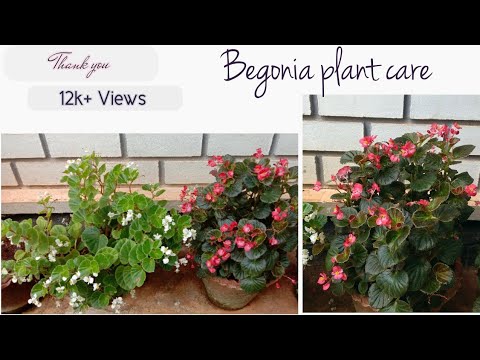 , title : 'Planting and caring of begonia plant (Malayalam)'