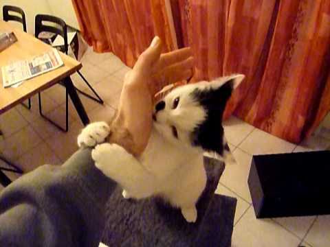 pourquoi les chats aiment la javel
