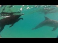 Pes s delfiny (Tearon) - Známka: 1, váha: velká