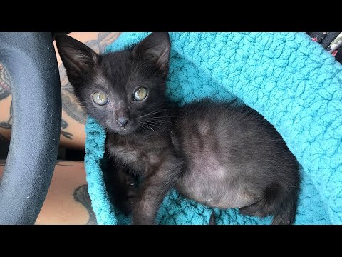 A Long Update on James the Two-Legged Kitten