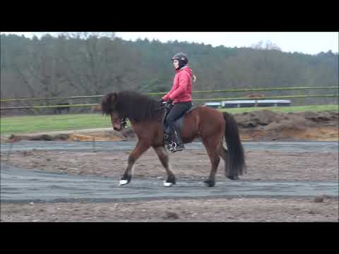 Meitill vom Kronshof