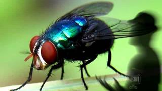 BELZEBU O SENHOR DAS MOSCAS