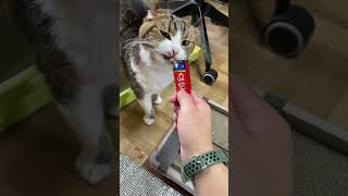 【猫多頭飼い】シャンプー→ドライヤー後の猫たち #日常vlog #猫との暮らし