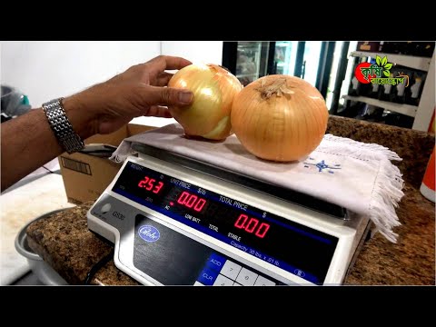 জাম্বু পেয়াজ(Spanish Onion)- ২ টার ওজন ১ কেজির বেশি
