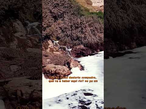 El majestuoso rio Loa amigos, en pleno desierto, ciudad de Calama, Antofagasta,Chile. ✌🏼😎🇨🇱