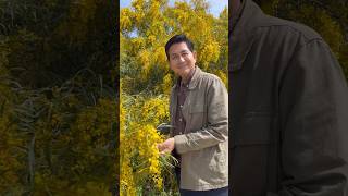 Download lagu Today I came across this Acacia tree. #Acacia #Wattle #Melbourne #Australia #BhanudejHomesAndGardens mp3 Download lagu Today I came across this Acacia tree. #Acacia #Wattle #Melbourne #Australia #BhanudejHomesAndGardens mp3