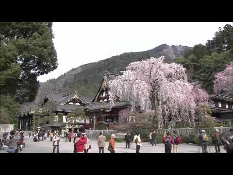 身延山久遠寺としだれ桜（フルHD映像）