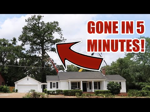 Time-Lapse Tree Removal!