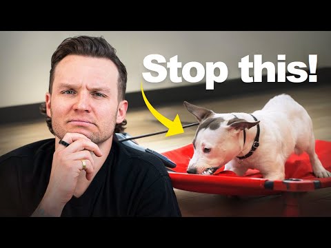 How to STOP food aggression/ Resource Guarding in dogs