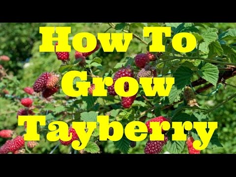 download lagu mp3 mp4 Tayberry, download lagu Tayberry gratis, unduh video klip Tayberry
