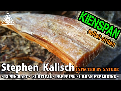 Kienspan einfach selbst finden und ernten - Bushcraft Bayern