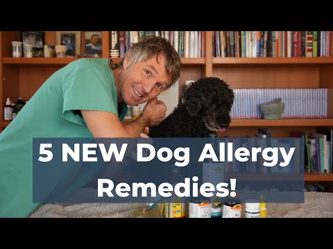 5 Surprising Home Remedies for Dog Allergies - Scientifically Proven to Help!