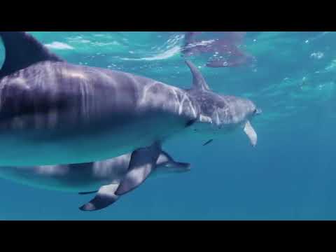 #zenmusic #zenmusick #relaxinmusic🎶 Relaxing Music 🙌, Peaceful 🔅Music, Meditation Music, #dolphin❤