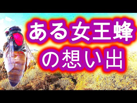 経済学科 晴蜂雨読 ㊸／ある女王バチの最期とコロニーの生き残り戦略について (2024年11月、その1)／山崎亮一／日英字幕付き／Memories of a Queen Bee／English subtitle