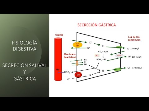 Fisiología digestiva: Secreción salival y gástrica