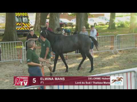 Decize 2016 : Lot 5 - Elwina Mans