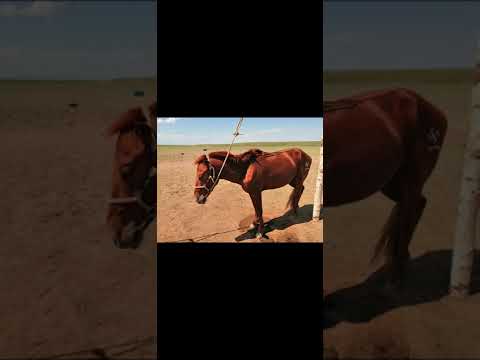 МААМУУ ХҮРЭН             Ая: МУСТА Б.Пүрэвсүрэн Шүлэг: О.Бат-Олноо Дуучин: МУСТА А.Хосбаяр