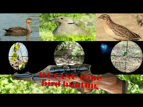 Epic wild duck hunting in ILOCANO tribal