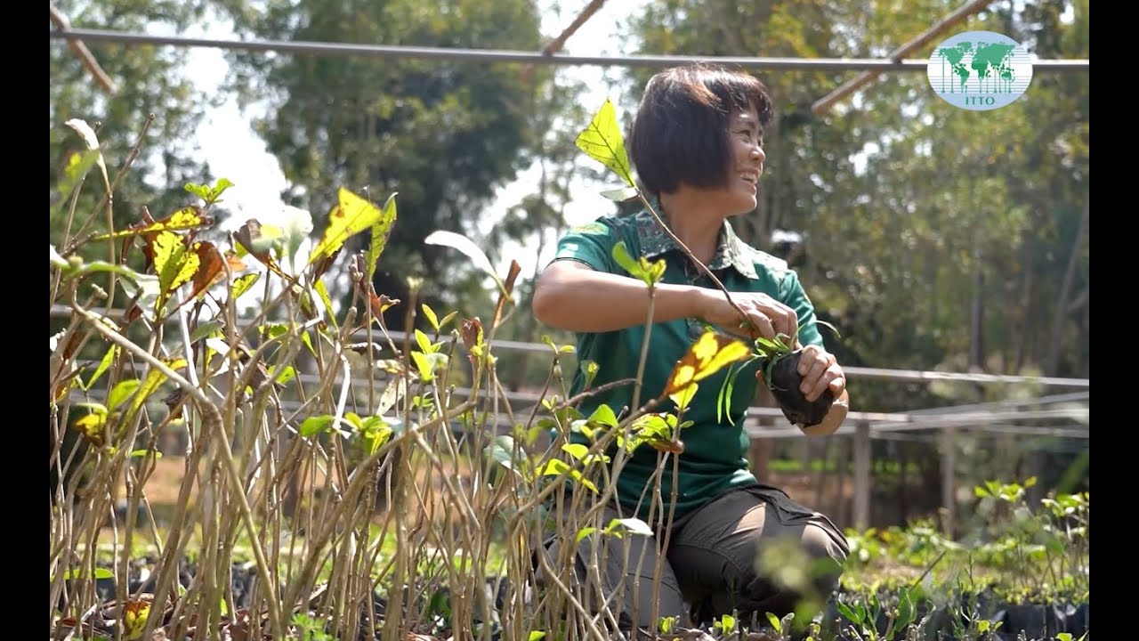 With ITTO support, teak has become a key economic driver in Thailand once again