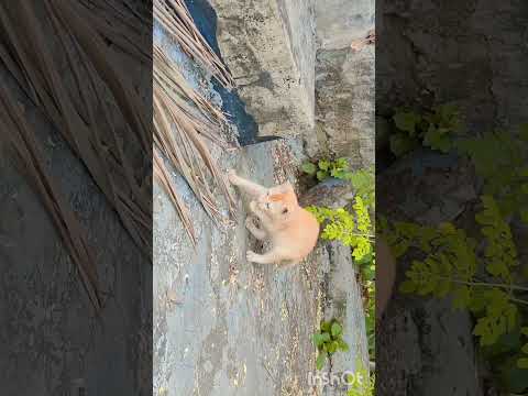 #petlover #petlovers #pet #pets #catvideo #catvideos #cats #cat ‎⁨@Parvinsworld-I8r