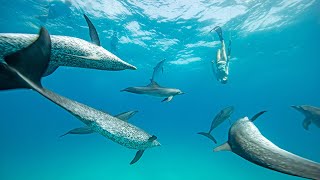 Swimming with Playful Dolphins (such beauty!)
