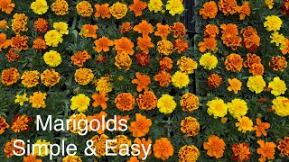 Marigolds from seed. Stunning. Simple & Easy.