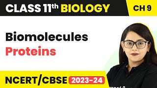 Class 11 Biomolecules Proteins | Proteins Class 11 Biology | Class 11 Biology