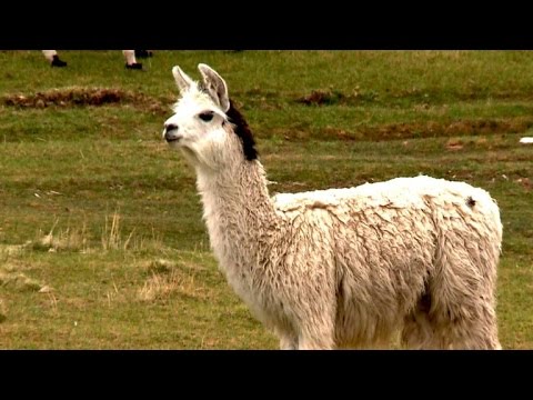 Angst vor fettem Fleisch? Essen Sie Lama!