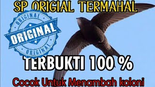 Download lagu SUARA PANGGIL WALET, Mampu Menambah koloni Baru mp3