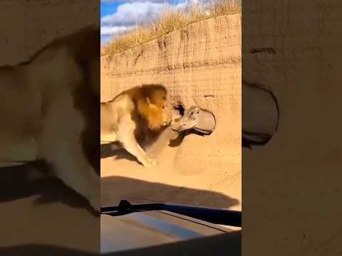 Lion cries over Hide & Seek vs Warthog! | 혹멧돼지 굴 숨바꼭질에 울기 직전인 사자! | 巣でかくれんぼ！泣きそうなライオン 🦁🐗