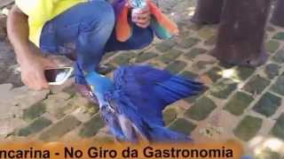 Arara Azul Dançarina - Vídeos inusitados do Giro - No Pantanal