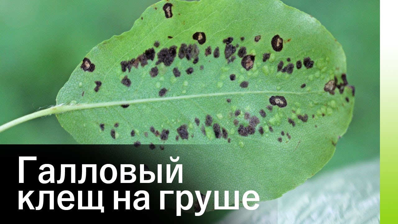 Галловый клещ на листьях груши. Галловый клещ на груше. Галловая тля на груше. Галловый клещ на груше. Грушевый галловый клещ грушевый галловый клещ.